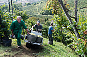 Grape harvest, Valdobbiadene, Veneto, Italy, Europe