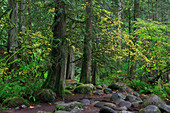 Lynn Canyon Park, Vancouver, British Columbia, Canada, North America