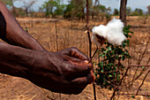 Africa, Malawi, Balaka district, Cotton processing