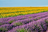 France, Provence Alps Cote d'Azur, Haute Provence, Plateau of Valensole, Lavender and sunflowers