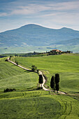 Road with cypresses and a farmhouse, Orcia Valley, Siena district, Tuscany, Italy