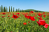 Expanse of poppies and cypresses, Orcia Valley, Siena district, Tuscany, Italy