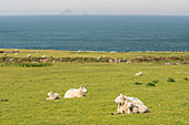 Sheeps on the grass along Skellig Ring and Skellig Islands on the backgroung, Skellig Ring, Co, Kerry, Munster, Ireland, Europe