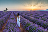 Woman at dawn in a lavender field, Plateau de Valensole, Alpes, de, Haute, Provence, Provence, Alpes, C+¦te d'Azur, France, Europe