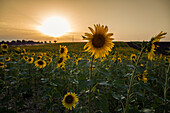 Sunflowers at sunset in Provence, Alpes, de, Haute, Provence, Provence, Alpes, Cote d'Azur, France, Europe