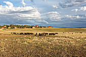 Rural landscape with bisons, Utah, USA