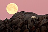 Polar bear resting on a cliff in an island in the high arctic, The full moon is rising just behind it