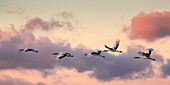 Japanese red crested cranes flying above Akan in hokkaido, at sunset