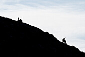 Lombardy, Italy, Chamois