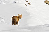 Gran Paradiso National Park, Piedmont, Italy, Red fox