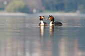 Iseo Lake, Lombardy, Italy, Great crested grebe