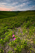 Val d'orcia , Tuscany, Italy