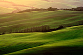 Tuscany Hills, Val d'Orcia, province of Siena, Tuscany, Italy