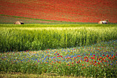 Europe, Italy, Umbria, Perugia district, Castelluccio of Norcia