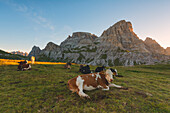 Pastures at dawn, three peaks nature park, Bolzano Province, Trentino Alto Adige, Italy