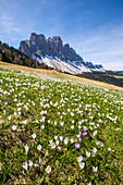 Flowers bloom on the meadows at the foot of the Odle, Malga Gampen Funes Valley, South Tyrol Dolomites Italy Europe