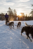 Dogsledding in the snowy landscape Meraker Tr+©ndelag Norway Europe