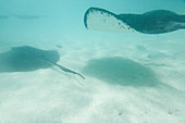 The underwater tropical world Stingray City Saint Philip Caribbean Antigua and Barbuda Leeward West Indies