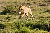 Masai Mara Park, Kenya, Africa Lioness jumping a ditch with the pup in her mouth photographed in the Masai mara