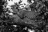 Masai Mara Park, Kenya, Africa Female leopard photographed while resting on a tree trunk