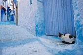 Morocco, Chefchaouen, Medina, Cat sitting in blue alley