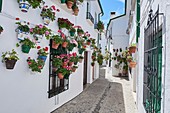 Flowerpots in Barrio de la Villa (old quarter), Priego de Cordoba, Sierra de la Subbetica, Route of the Caliphate, Cordoba province, Andalusia, Spain.