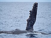 Maui Humpback Whale Pectoral Fin Slap.