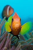 Maldive Anemonefish, Amphiprion nigripes, Felidhu Atoll, Maldives.