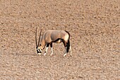Cape oryx (Oryx Gazella). Namib Naukluft Park. Namibia. Africa