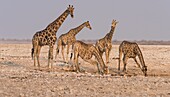 Giraffe (Giraffa camelopardalis). Etosha National Park. Namibia. Africa