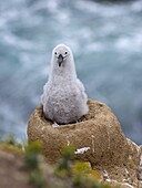 Black-browed Albatross ( Thalassarche melanophris ) or Mollymawk, chick on tower shaped nest. South America, Falkland Islands, January.