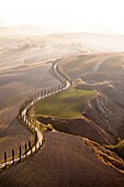 Tree-lined winding road. Tuscany, Italy