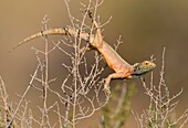 Ground agama (Agama aculeta) - Male, on the branch of a bush, Kgalagadi Transfrontier Park, Kalahari desert, South Africa/Botswana.