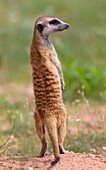 Suricate (Suricata suricatta), watching. Always alert to the possible attack of a predator. While watching the rest of the group is dedicated to hunt all kinds of insects, scorpions and small snakes. Kgalagadi Transfrontier Park, Kalahari desert, South Af