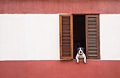 Dog looking out of window in La Isleta area of Las Palmas, Gran Canaria, Canary Islands, Spain.