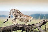 Cheetah (Acinonix jubatus) on fallen tree, Maasai Mara National Reserve, Kenya.