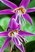 Erythronium dens-canis common name dog's-tooth-violet or dogtooth violet.
