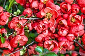Flowering quince Chaenomeles superba 'Red trail' in a garden.