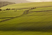 Spring evening in South Downs National Park near Brighton, East Sussex, England.