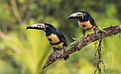 Two Collared Aracari, Pteroglossus torquatus, sitting in a tree, at Laguna del Lagarto, Boca Tapada, San Carlos, Costa Rica.