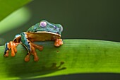 Splendid leaf frog, Cruziohyla calcarifer, climbing on a leaf, looking towards camera, in rainforest, Laguna del Lagarto, Boca Tapada, San Carlos, Costa Rica.