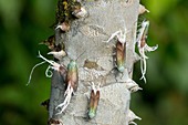 Wax-tailed Planthoppers (Pterodictya reticulate) on a trunk of a tree in the rain forest near La Selva Lodge near Coca, Ecuador.