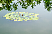 Lily pads and buds growing in lake with reflection