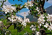 Europe, Italy, Lombardy, White church in a frame of white apple flowers