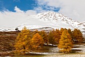 Orsiera Rocciavre Park, Chisone Valley, Turin, Piedmont, Italy, Autumn Orsiera Rocciavre Park