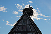 Strasbourg, Alsace, France, Storks nest