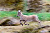 Grand paradiso national park, Aosta Valley, Italy, Running capra ibex