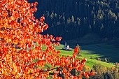 San Giovanni in Ranui, Dolomites, South Tyrol, Funes Valley/Villnoss, Bolzano, Italy