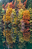 Italy, Trentino Alto Adige, Non valley, reflection of autumn trees Tovel Lake