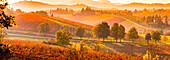 Castelvetro di Modena, Emilia Romagna, Italy, vineyards in Autumn